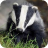 Badger