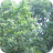 Community Woodland