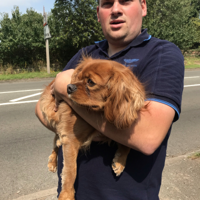 Dog Suffers Accident with Car Image (10)