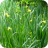 Flag Iris