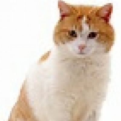 Ginger Cat