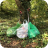 litter woodland