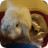 Lost Bunny Image0 (8)