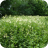 Meadowsweet