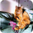Missing cat Dec 2019_1618374024969480 (1)