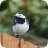 Oliver 39 s Picture Of A Pied Wagtail In 39 my Environment 39