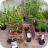 Plant Sale 2