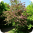 Red Hawthorn Single Tree (1)