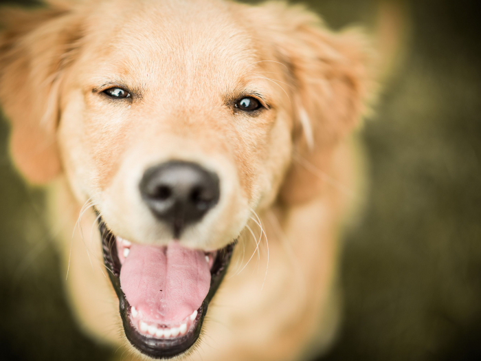 Smile