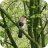 Spring in Tarvin woodland Fullsizeoutput_24c2