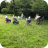 TCW Tarvin WI Meeting June 2020