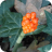 TCW Wild Arum Berries