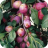 Victoria Plum