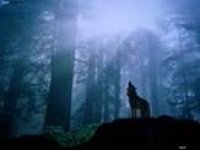 wolves-web