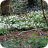 Wood Anemones In A Drift
